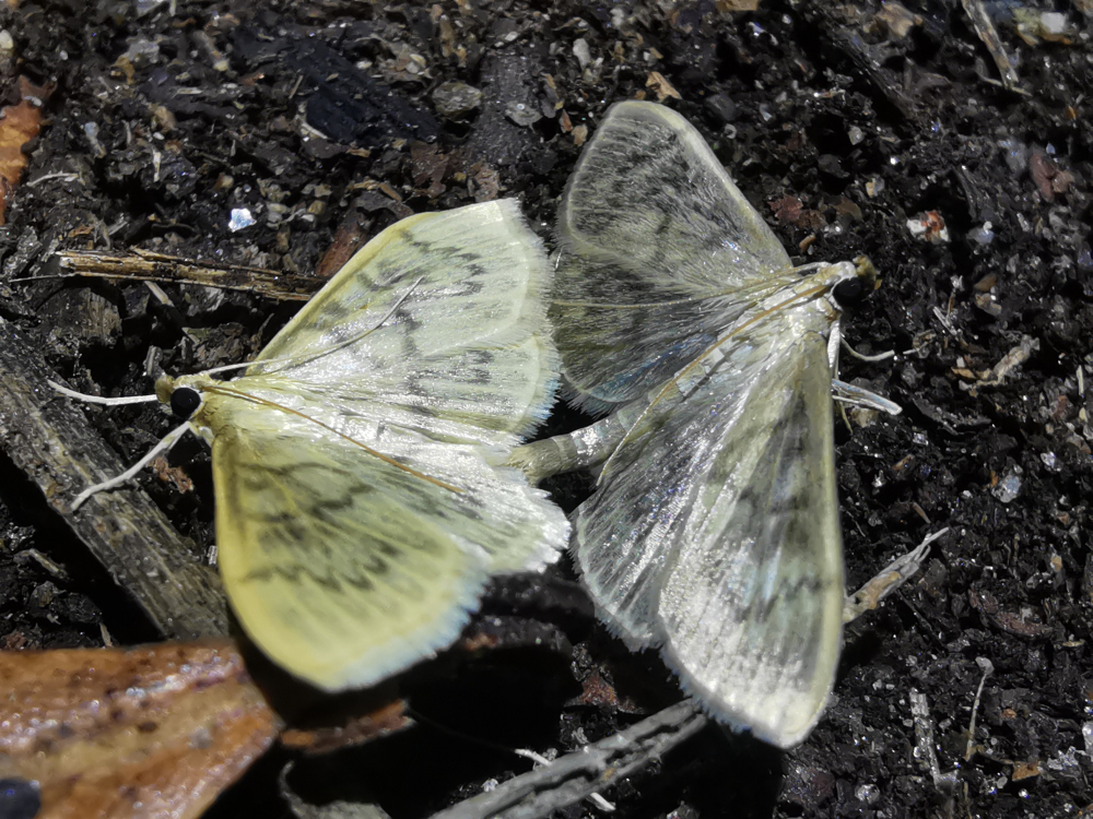 Madreperla - Pleuroptya ruralis (Scopoli, 1763)