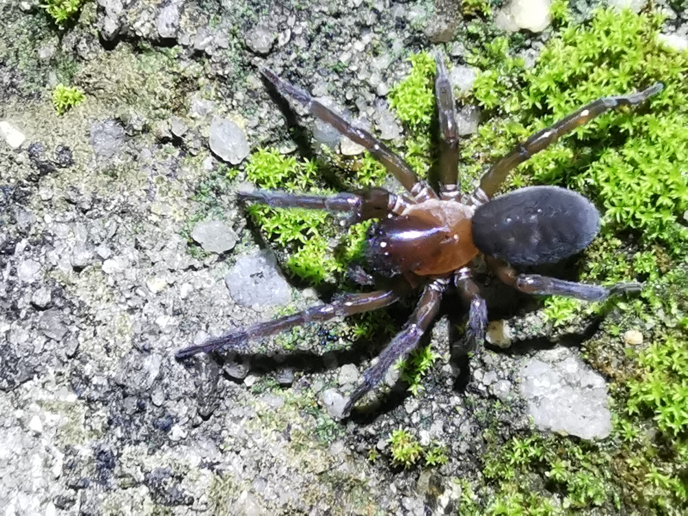 Araña cribelada  - Amaurobius C. L. Koch, 1837