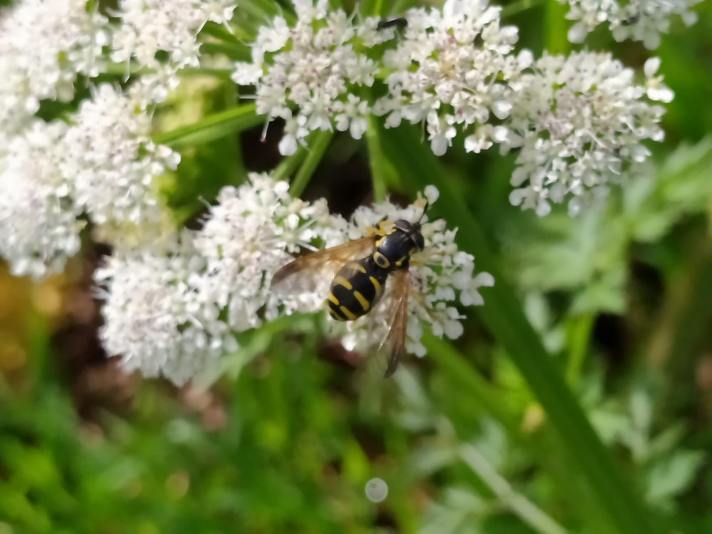 Mosca avespa - Chrysotoxum