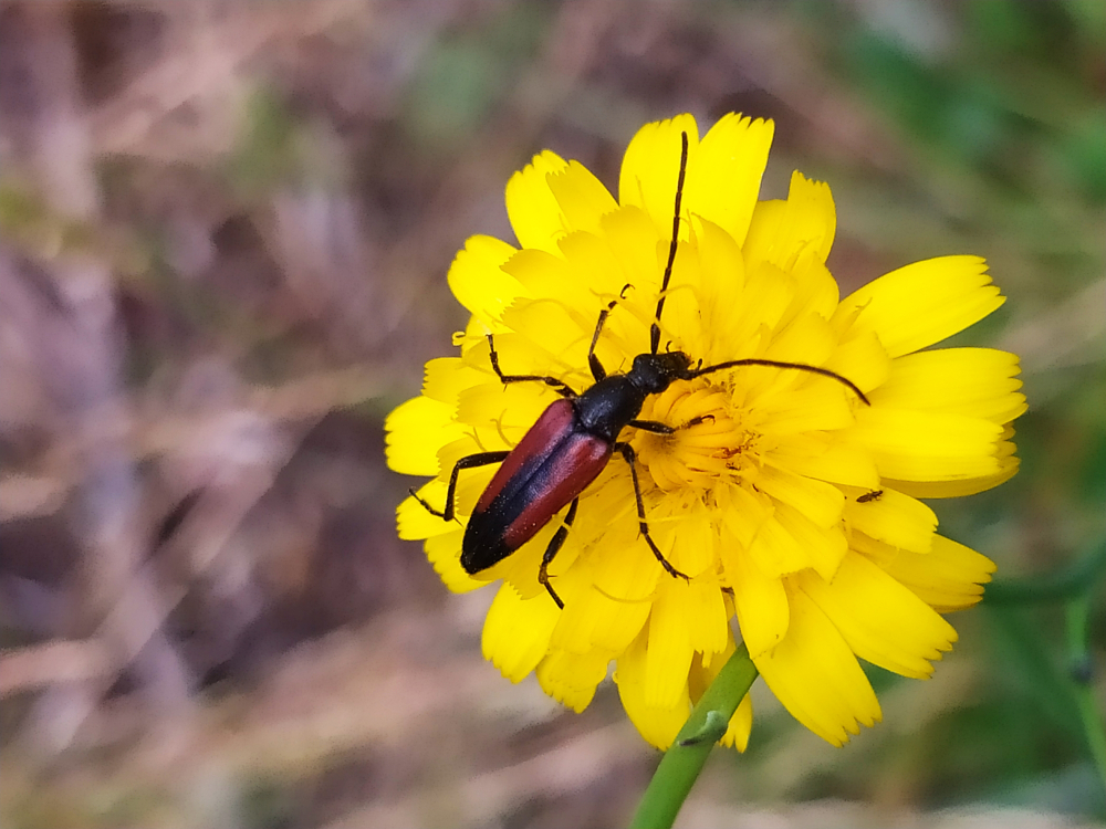 Lonxicornio mouro - Stenurella melanura (Linnaeus, 1758)