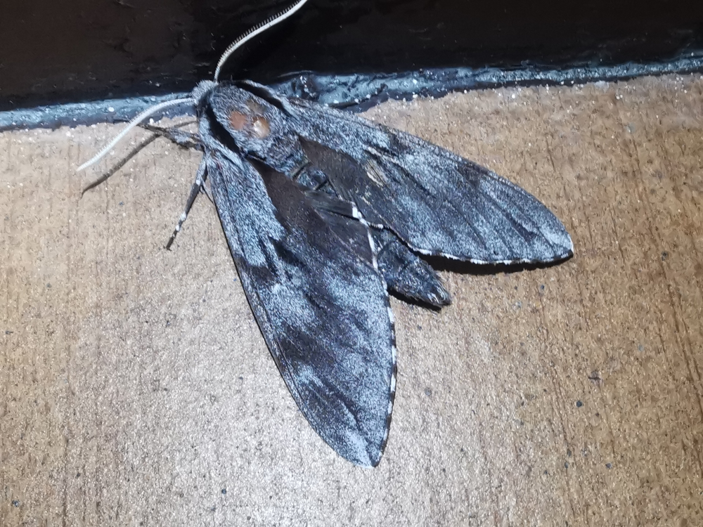 Esfinxe do piñeiro - Sphinx maurorum (Jordan, 1931)