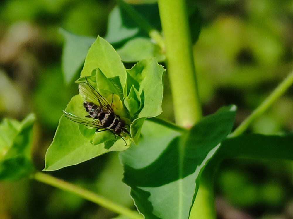 Mosca das flores - Anthomyia Meigen, 1803