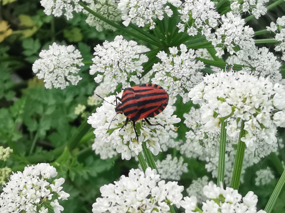 Percebexo de riscos  - Graphosoma lineatum