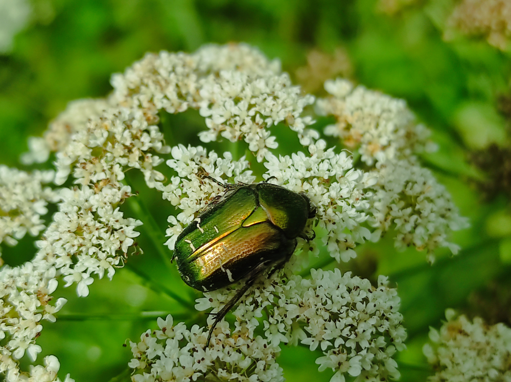 Cetonia - Cetonia aurataeformis  Curti, 1913