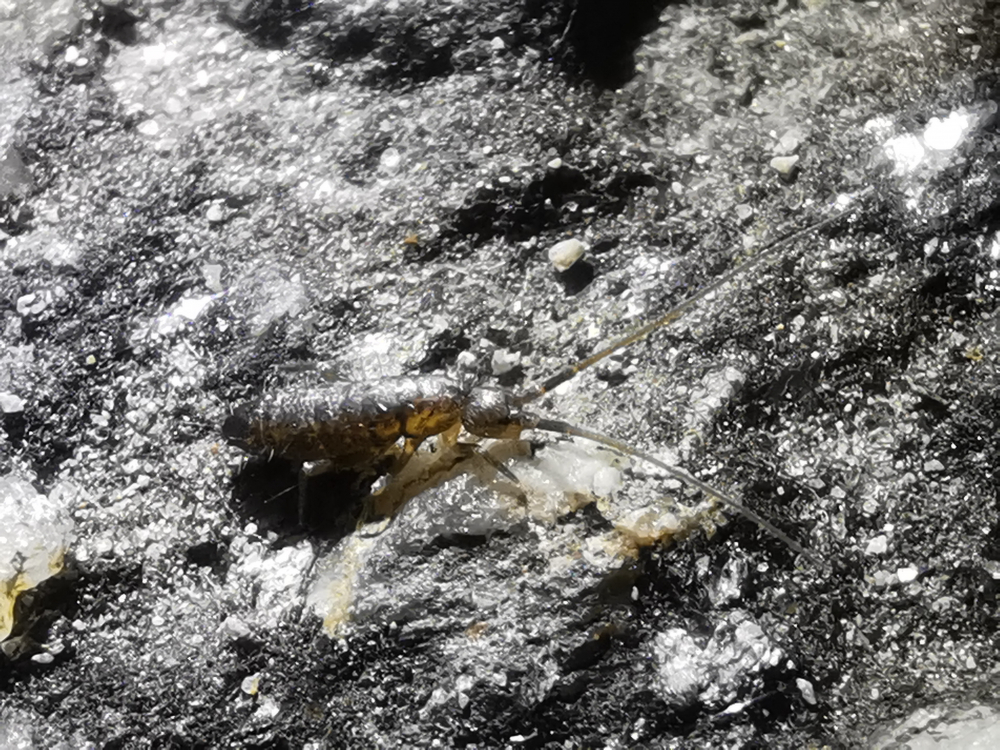 Colémbolo - Pogonognathellus longicornis (O.F. Müller, 1776)