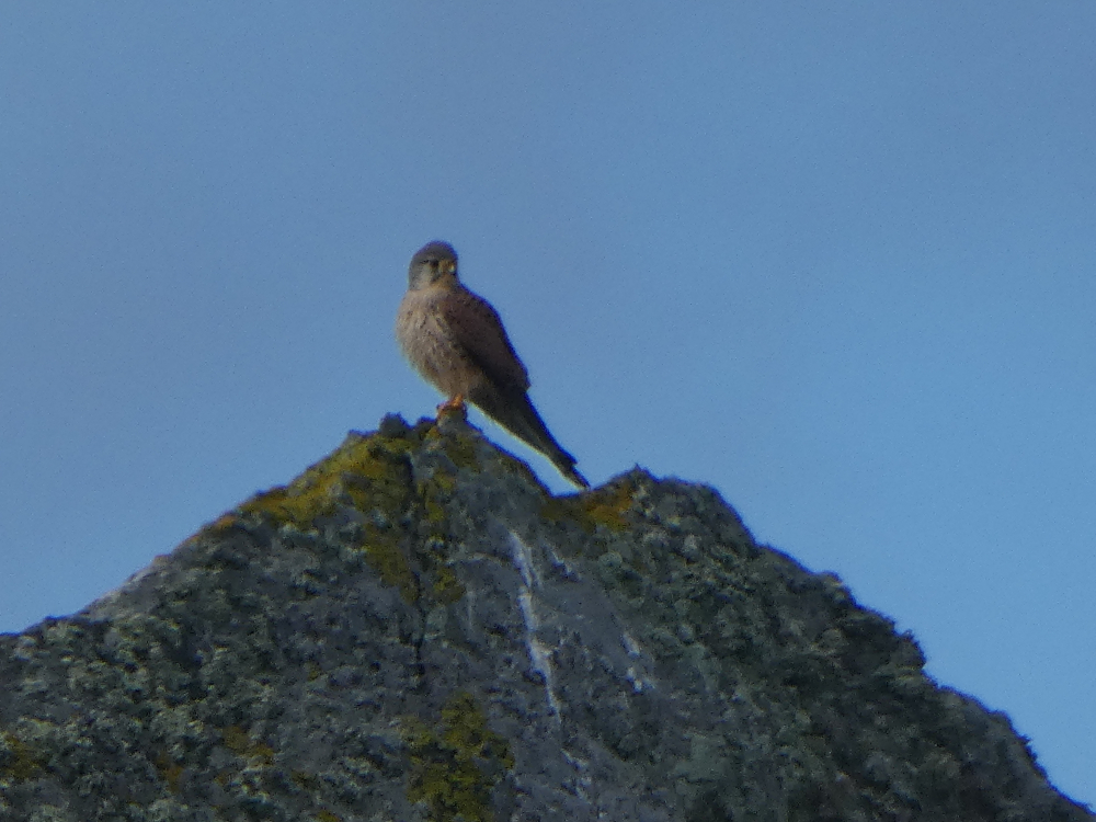 Cernícalo - Falco tinnunculus (Linnaeus, 1758)