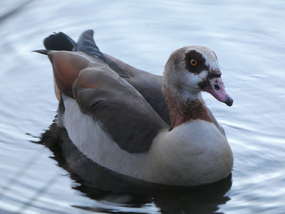 Ganso do Nilo - Alopochen aegyptiaca (Linnaeus, 1766)