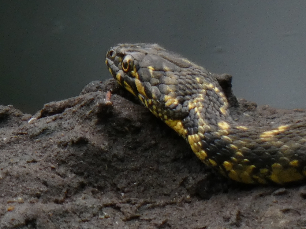 Cobra viperina - Natrix maura (Linnaeus, 1758)