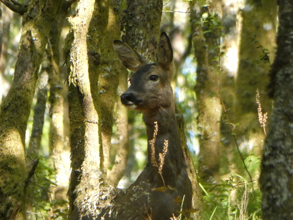 Corzo - Capreolus capreolus