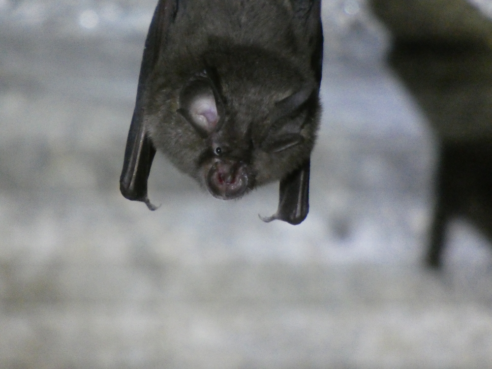 Morcego de ferradura pequeno - Rhinolophus hipposideros (Bechstein, 1800)