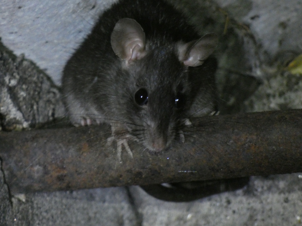Rata negra - Rattus rattus (Linnaeus, 1758)