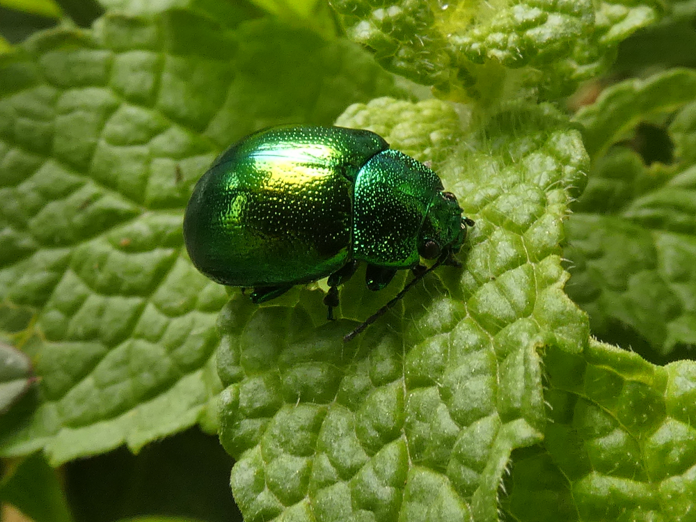 Escaravello do mentrasto  - Chrysolina herbacea (Duftschmid, 1825)