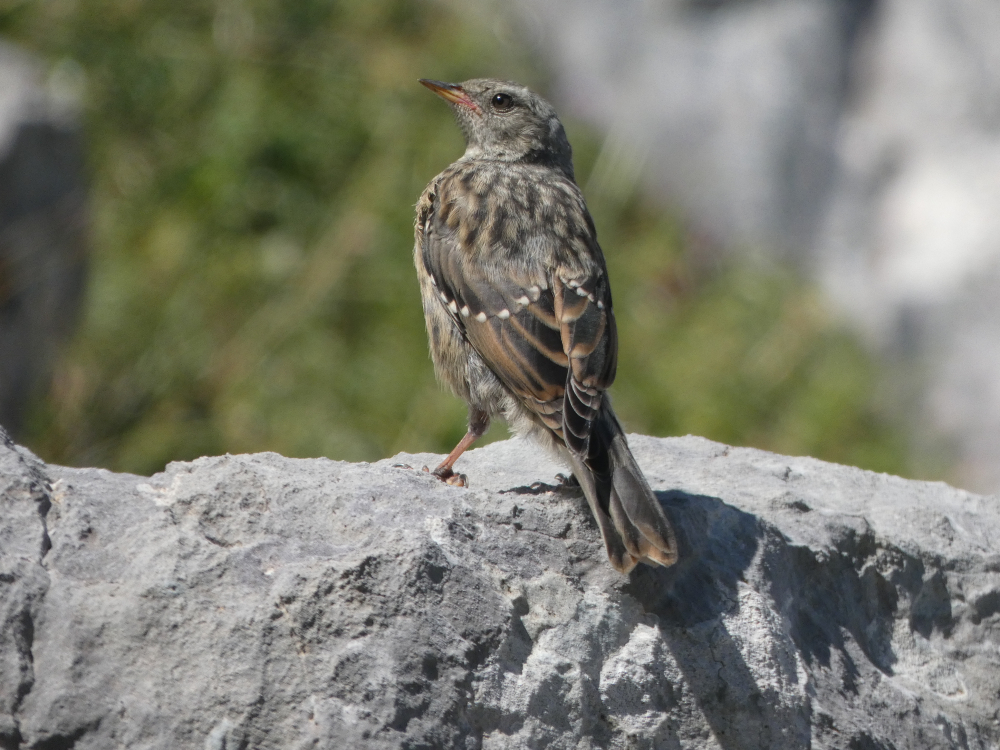 Azulenta alpina - Prunella collaris (Scopoli, 1769)