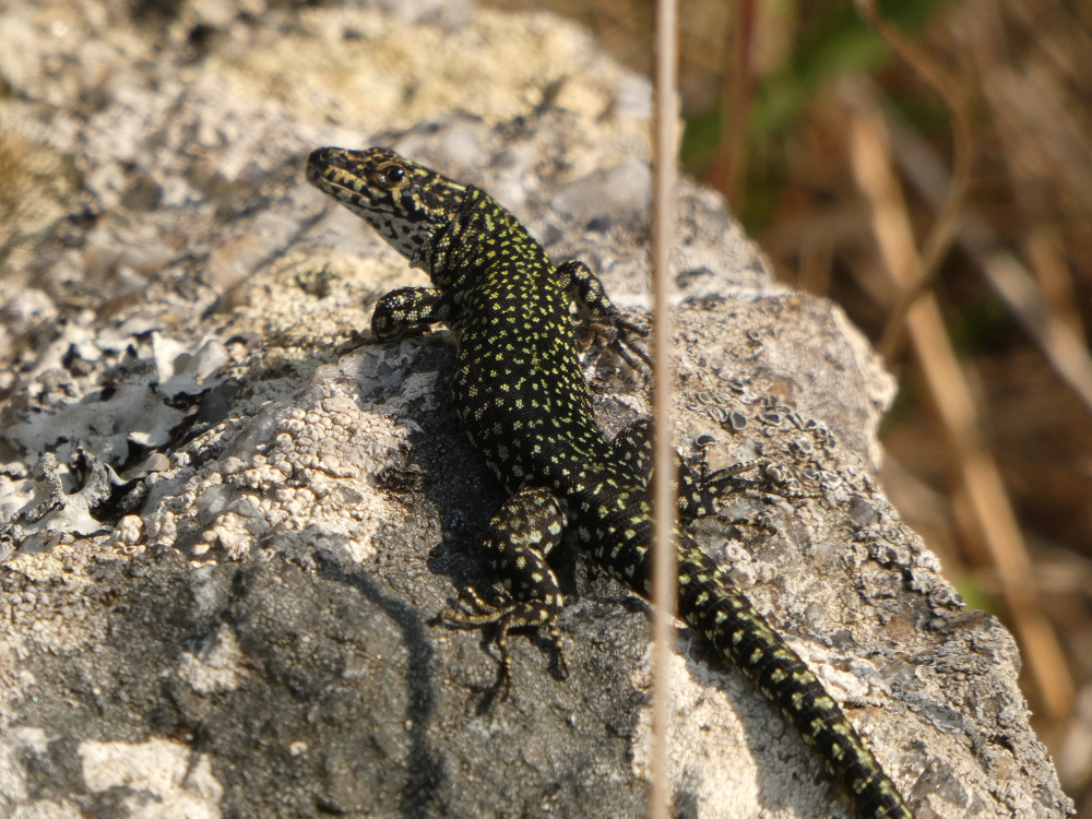 Lagartixa dos penedos - Podarcis lusitanicus