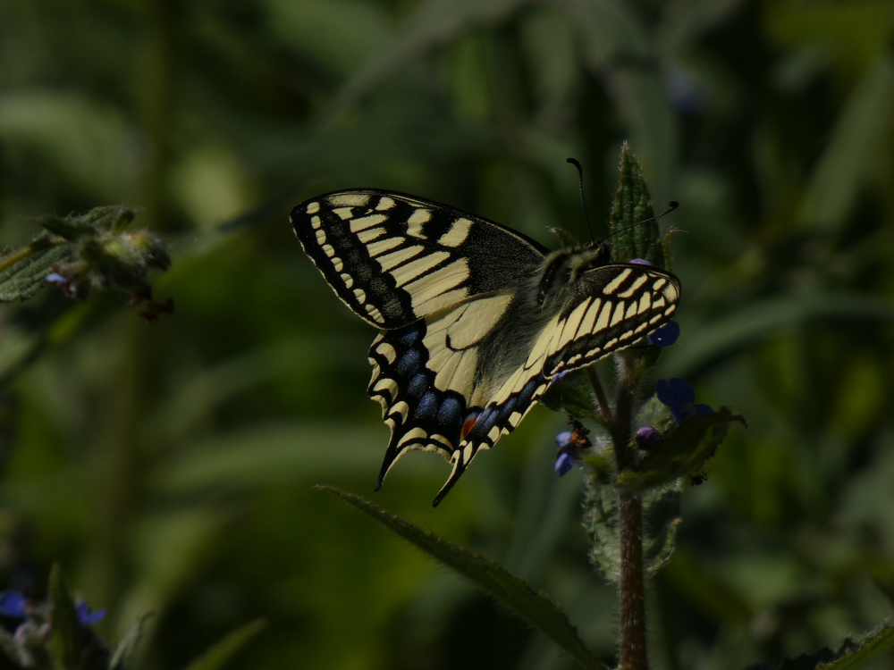 Macaón - Papilio machaon (Linnaeus, 1758) 