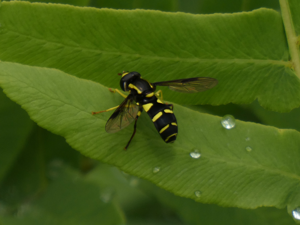 Mosca abella - Philhelius pedissequus (Harris, 1776)