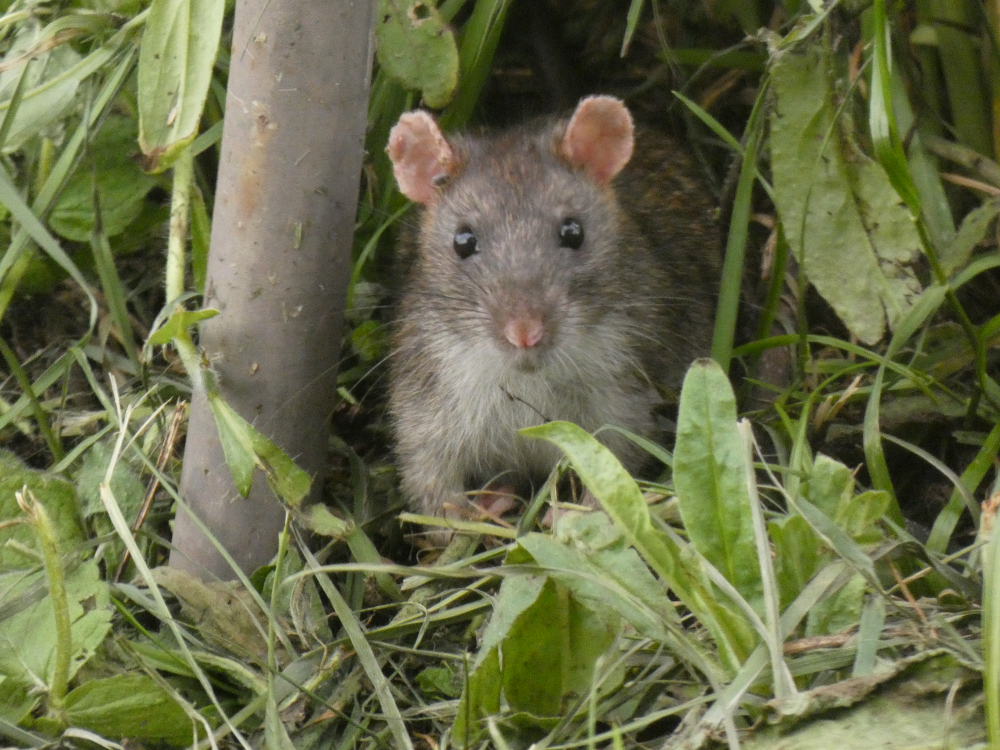 Rata común - Rattus norvegicus (Berkenhout, 1769)