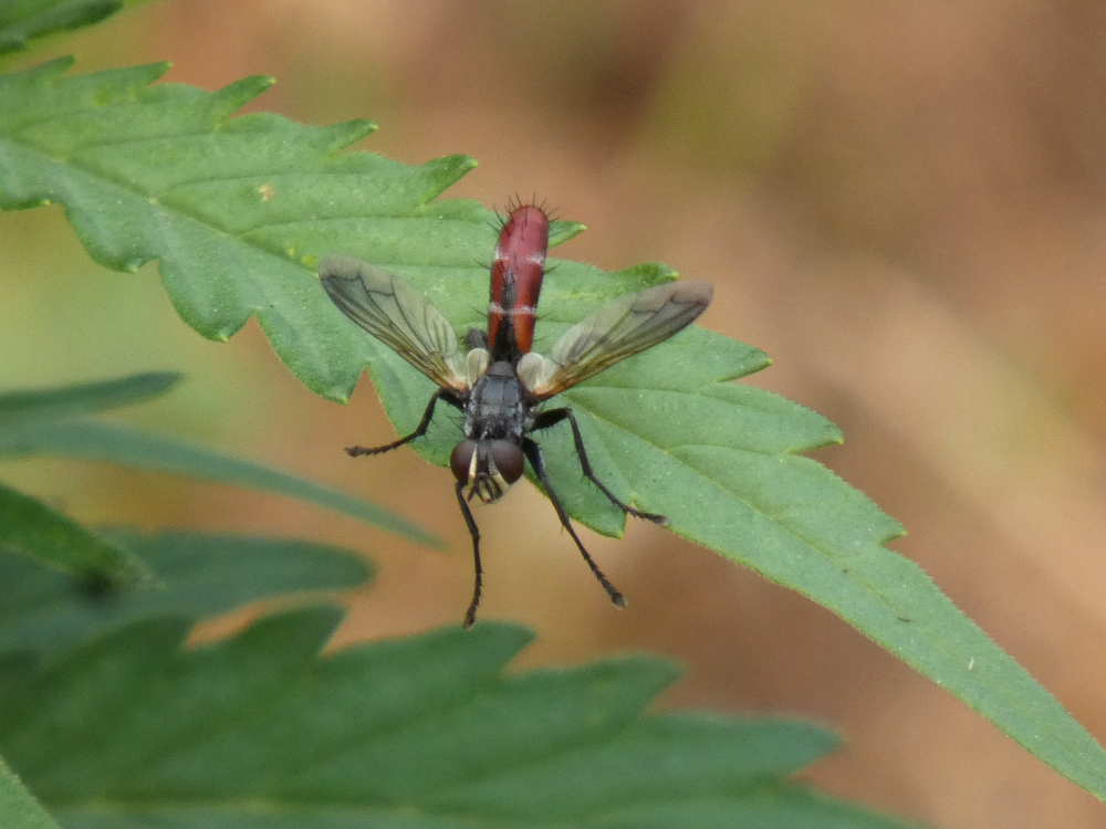  - Cylindromyia bicolor (Olivier, 1812)