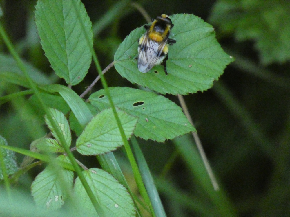  - Volucella bombylans (Linnaeus, 1758)