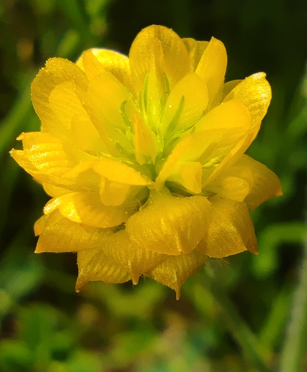 Trevo amarelo - Trifolium campestre Schreb.
