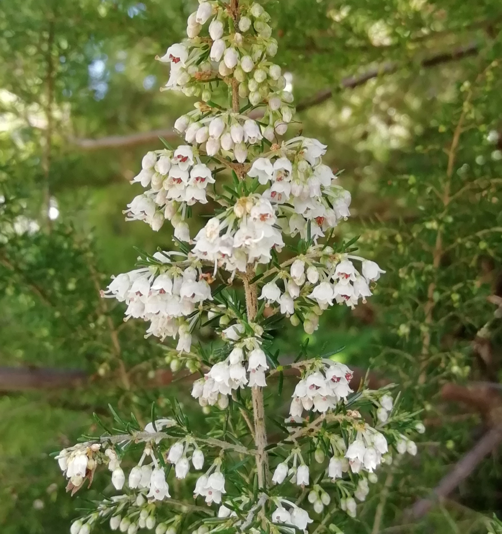 Brezo blanco - Erica arborea L.