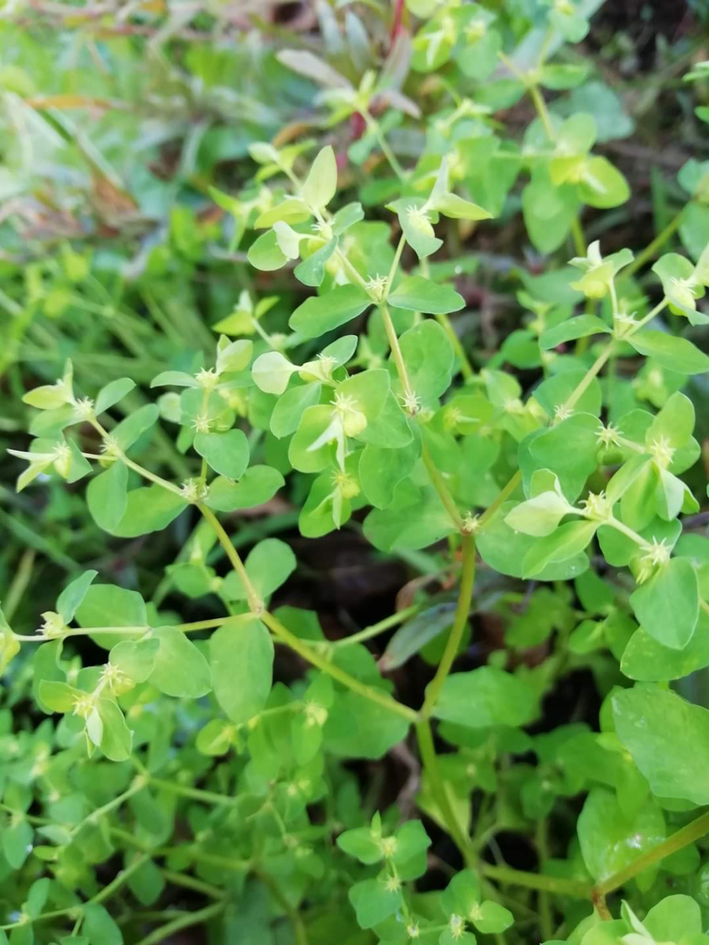 Leiteiriña de folla redonda - Euphorbia peplus L. 