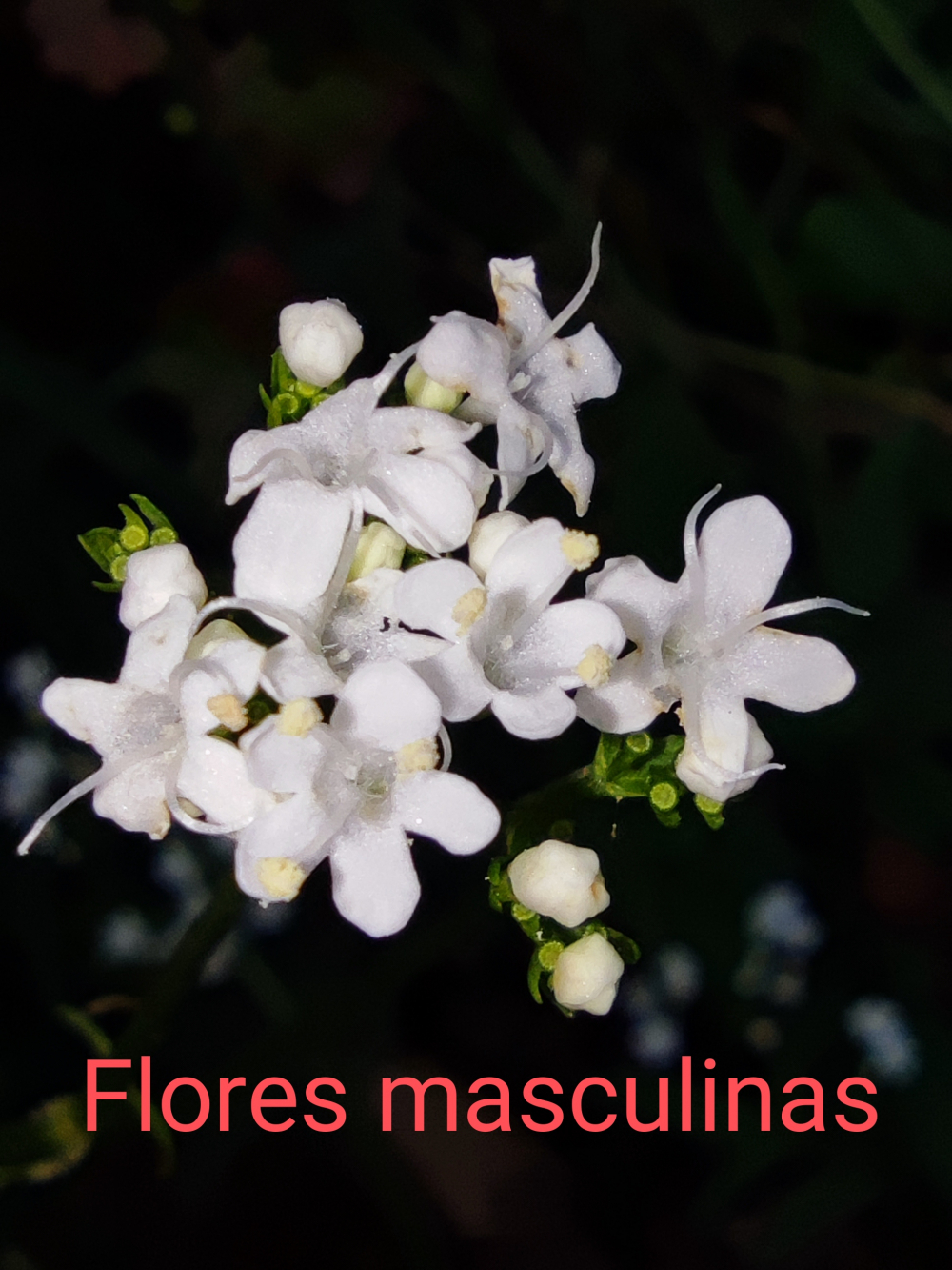 Verberiana - Valeriana dioica L.