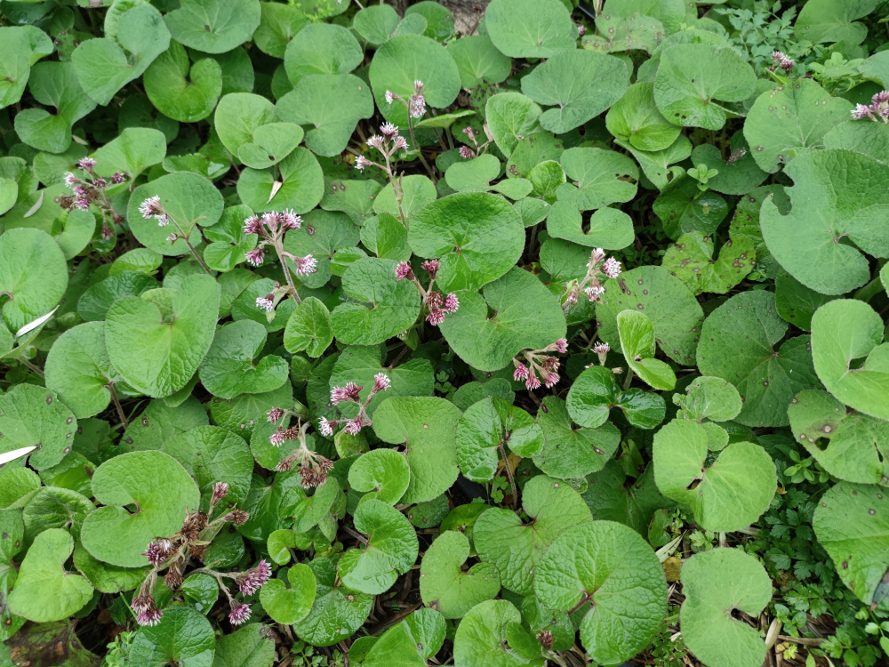 Sombreiro - Petasites pyrenaicus (Loefl.) G.López