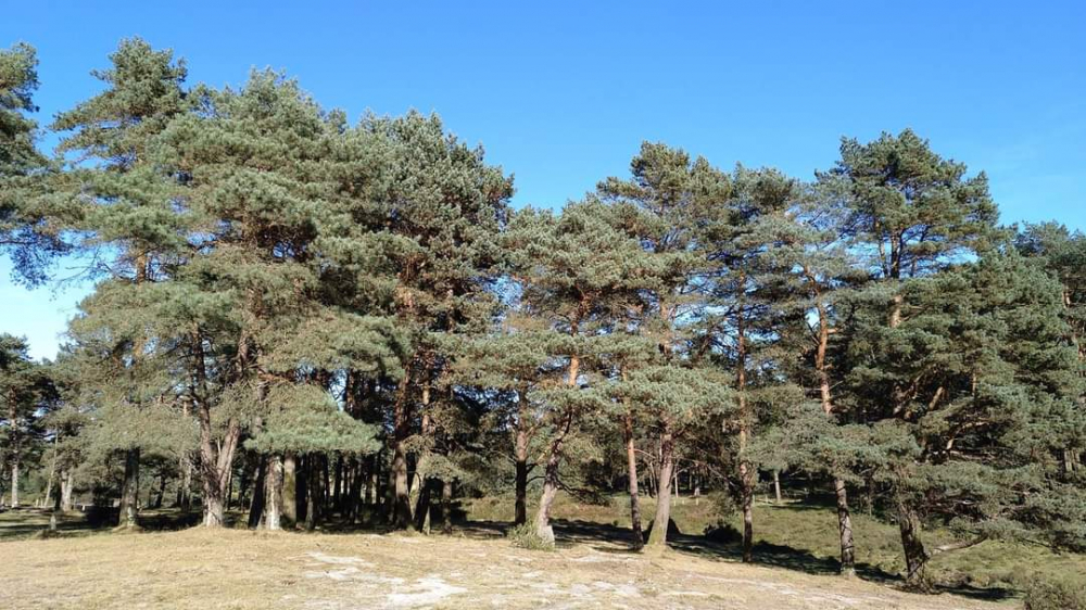 Piñeiro silvestre - Pinus sylvestris L.
