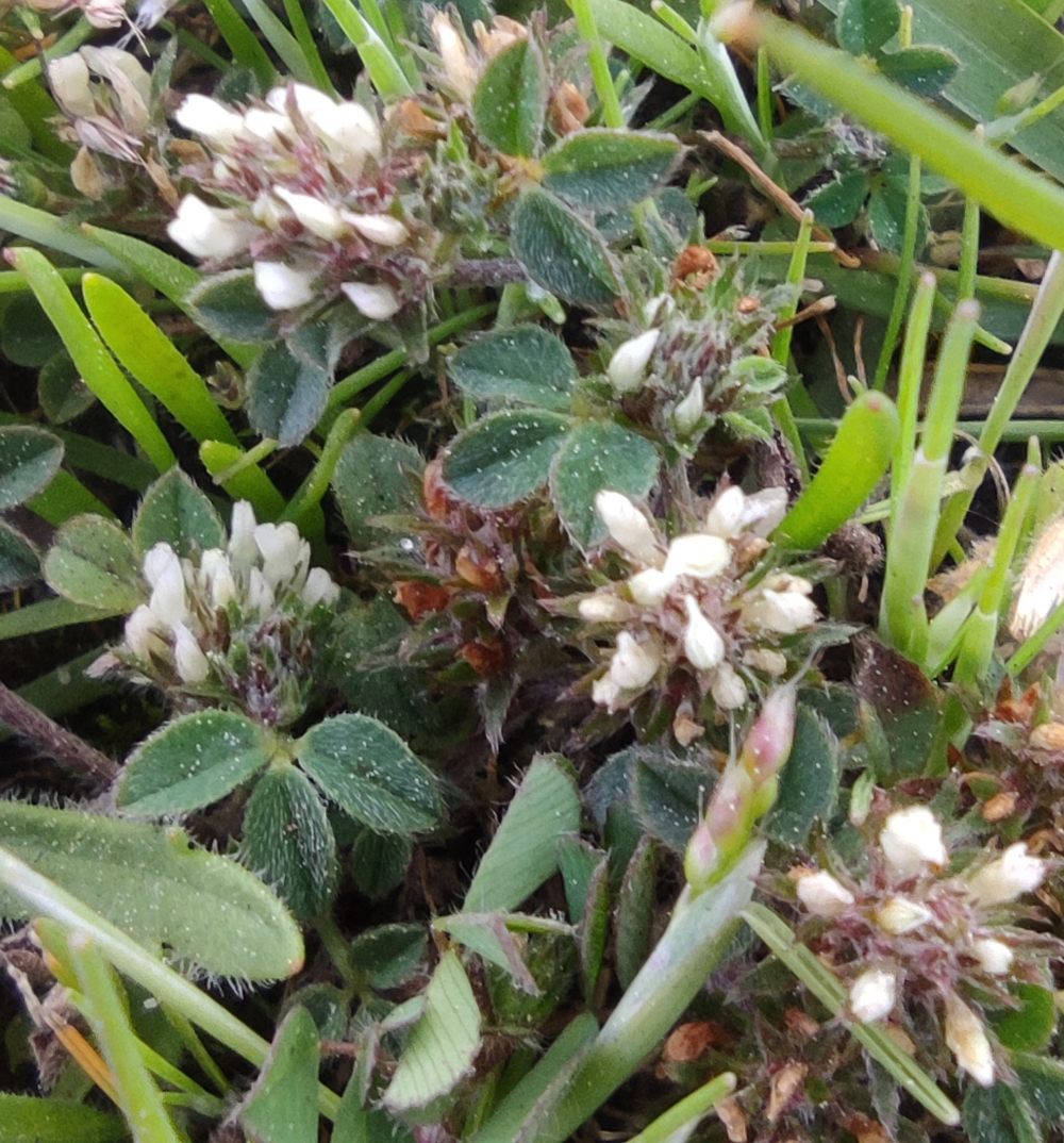 Trevo áspero - Trifolium scabrum L.