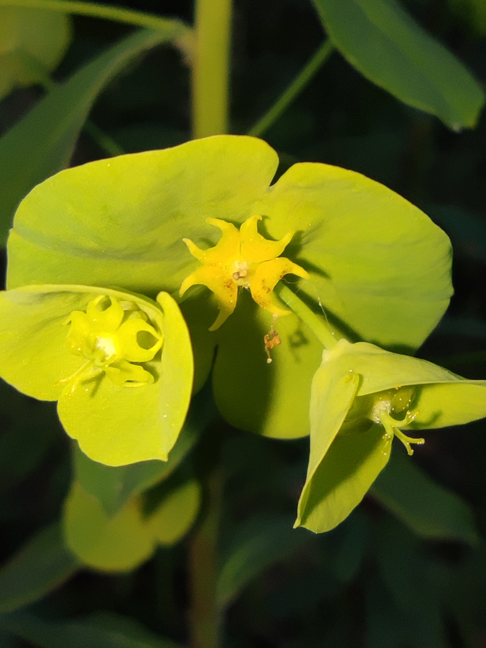 Leiteiriña dos bosques - Euphorbia amygdaloides L.