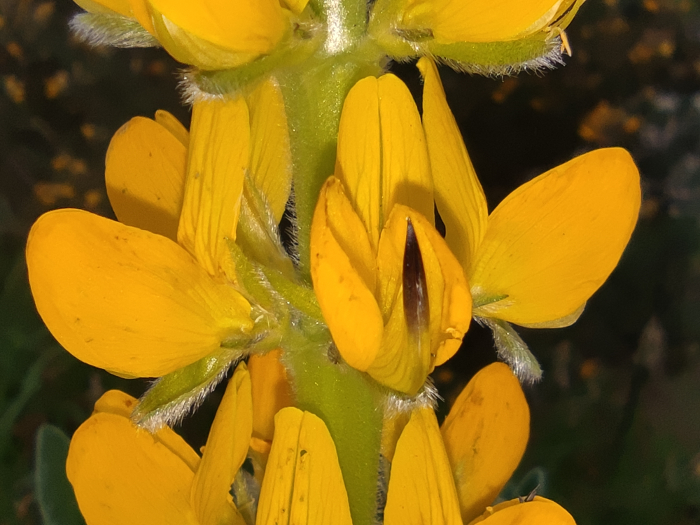 Tremozo amarelo - Lupinus luteus L.