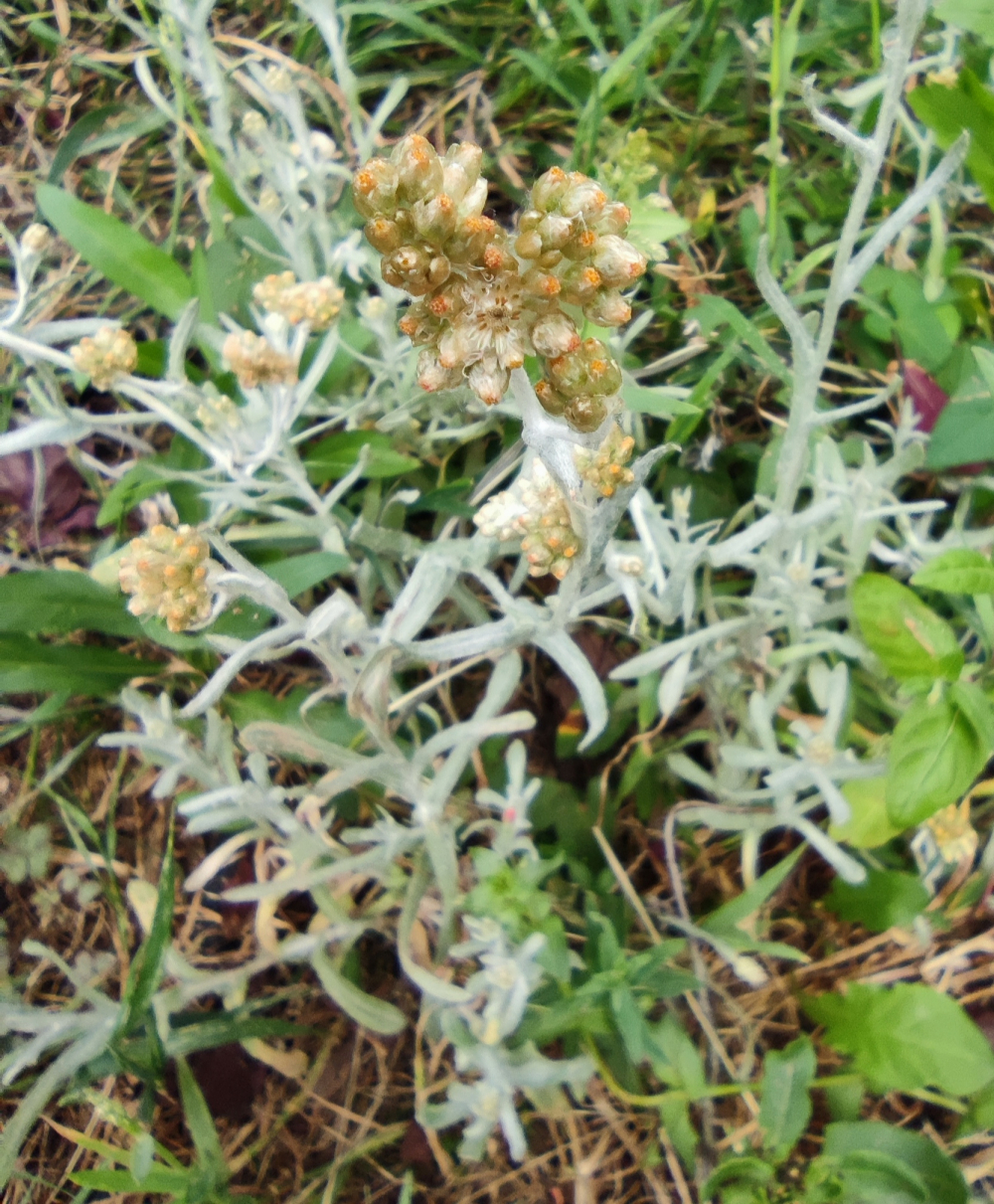 Picanceira - Helichrysum luteoalbum (L.) Rchb.