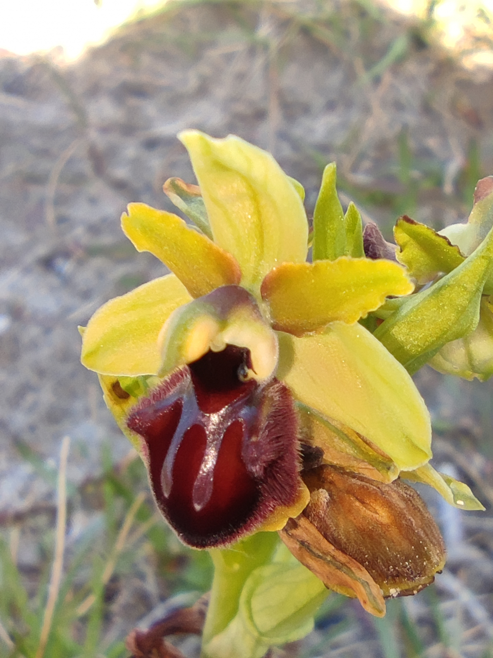 Abelleira araña - Ophrys sphegodes Mill.