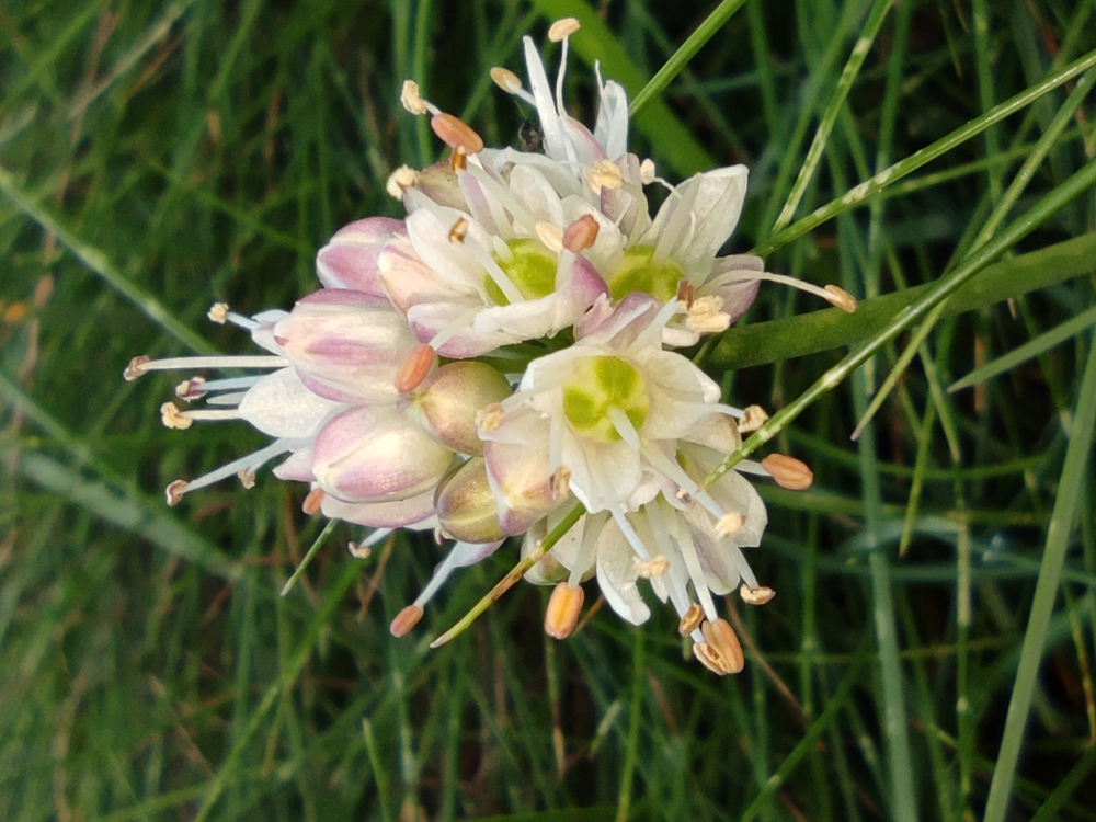 Chalotiña do Xurés - Allium ericetorum Thore