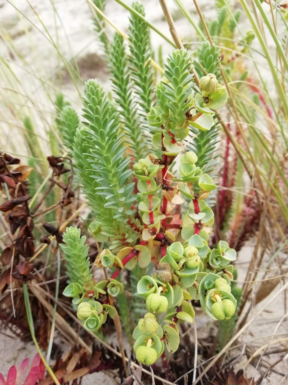 Leiteira mariña - Euphorbia paralias L. 