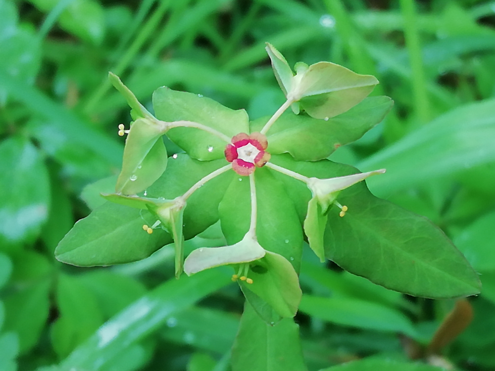 Leiteiriña doce - Euphorbia dulcis L.