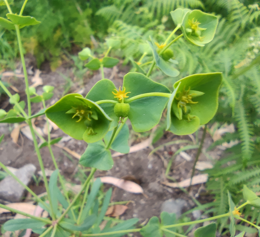 Leiteiriña das searas - Euphorbia segetalis L.