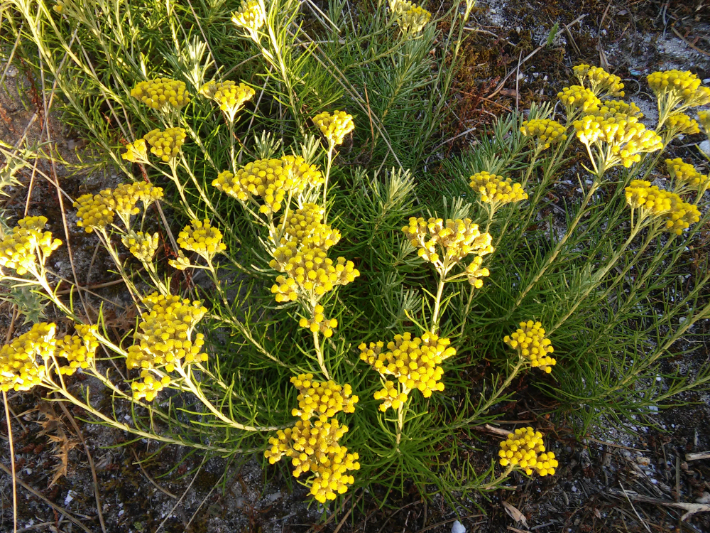 Perpetua das areas - helichrysum serotinum subsp. picardi (Boiss. & Reut.) Galbany