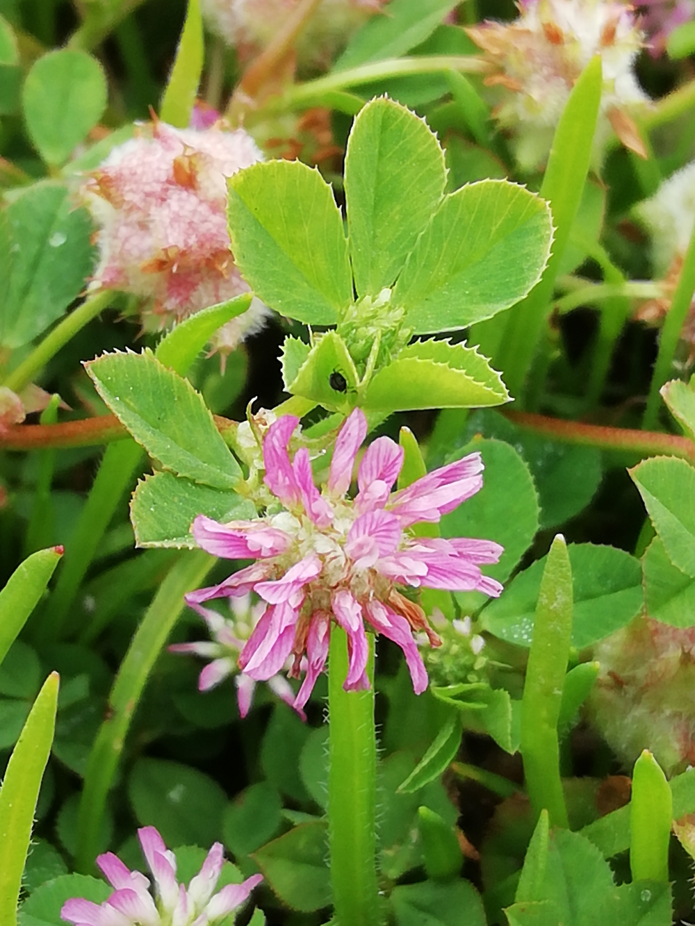 Trébol de juncal - Trifolium resupinatum L.