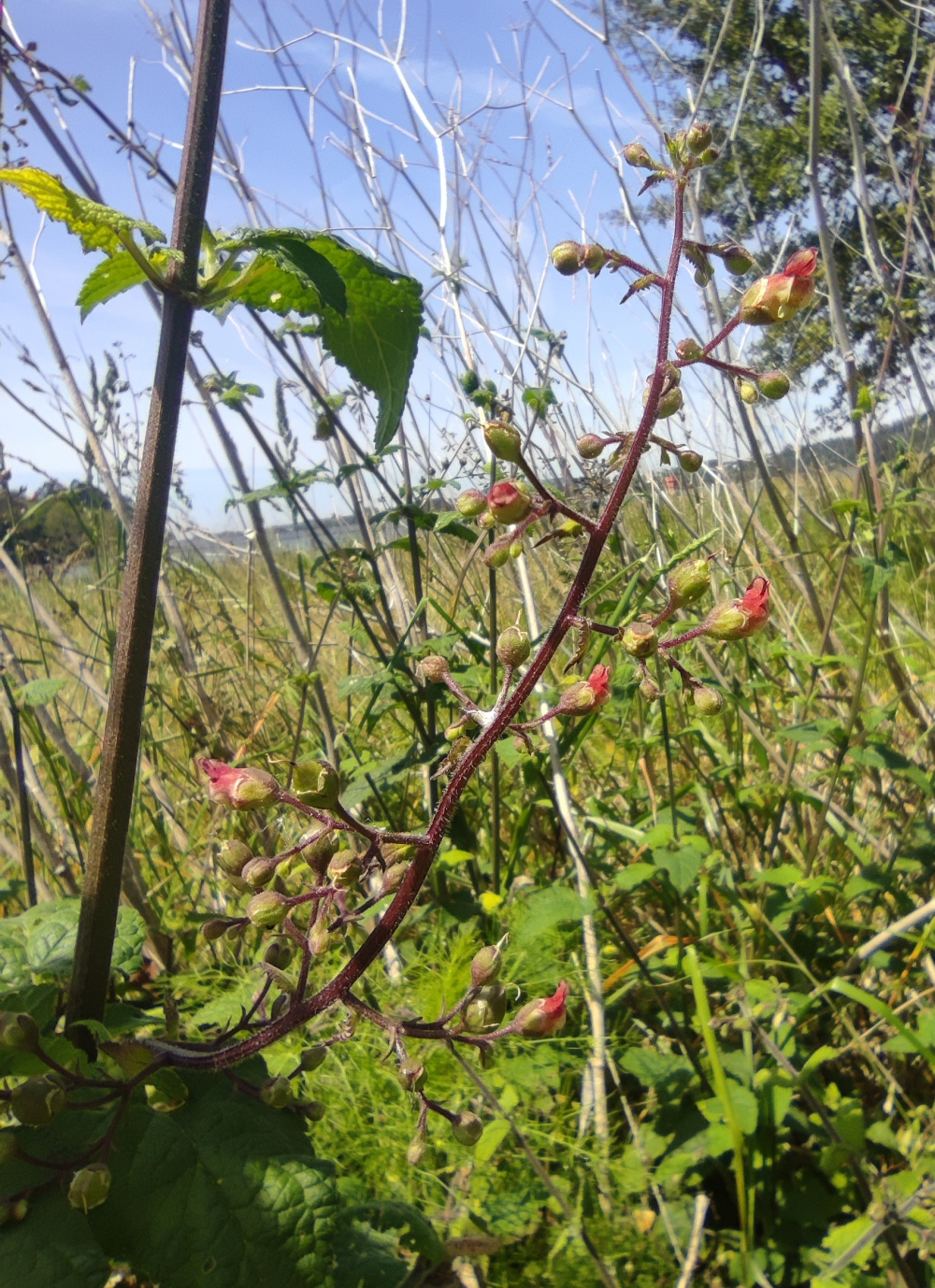 Herba das escaldelas - Scrophularia scorodonia L.