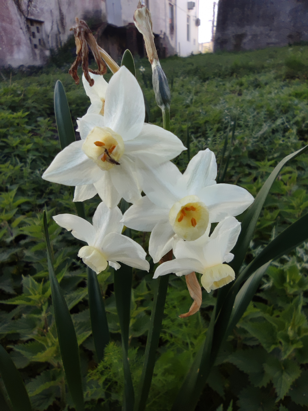 Narciso - Narcissus tazetta L.