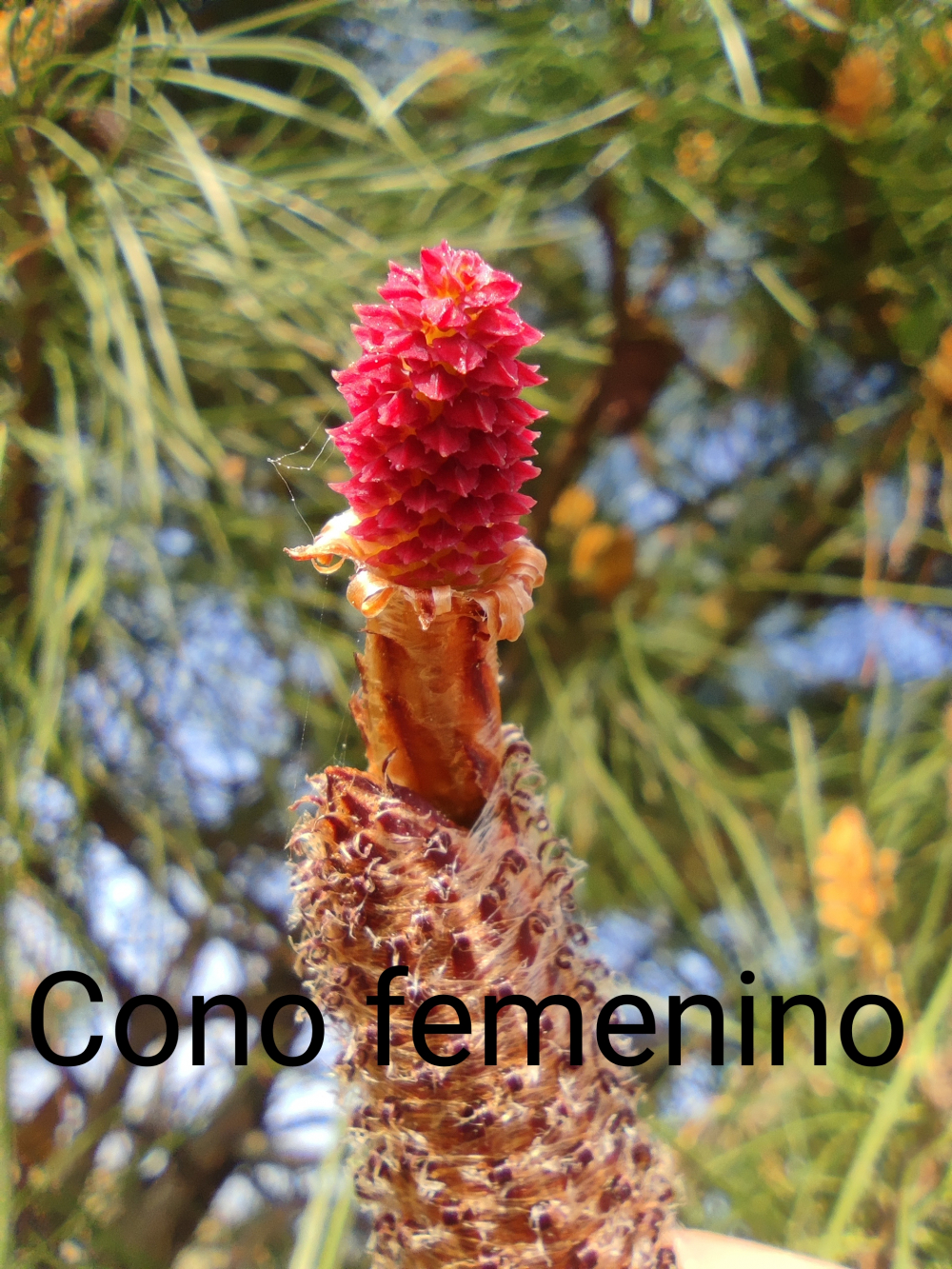 Pino marítimo - Pinus pinaster Aiton.