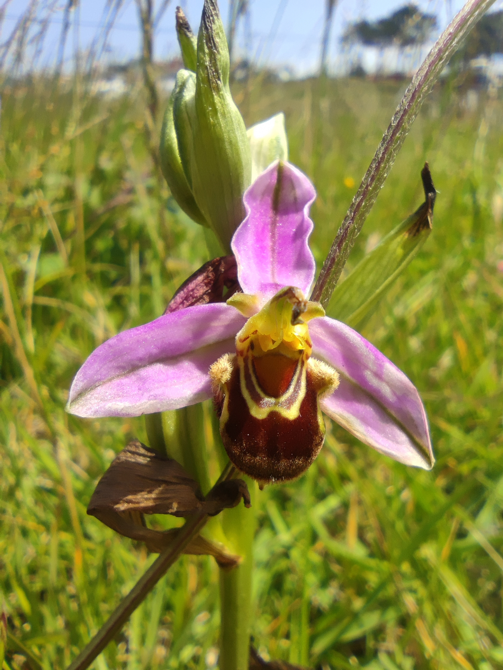 Abelleira - Ophrys apifera Huds.