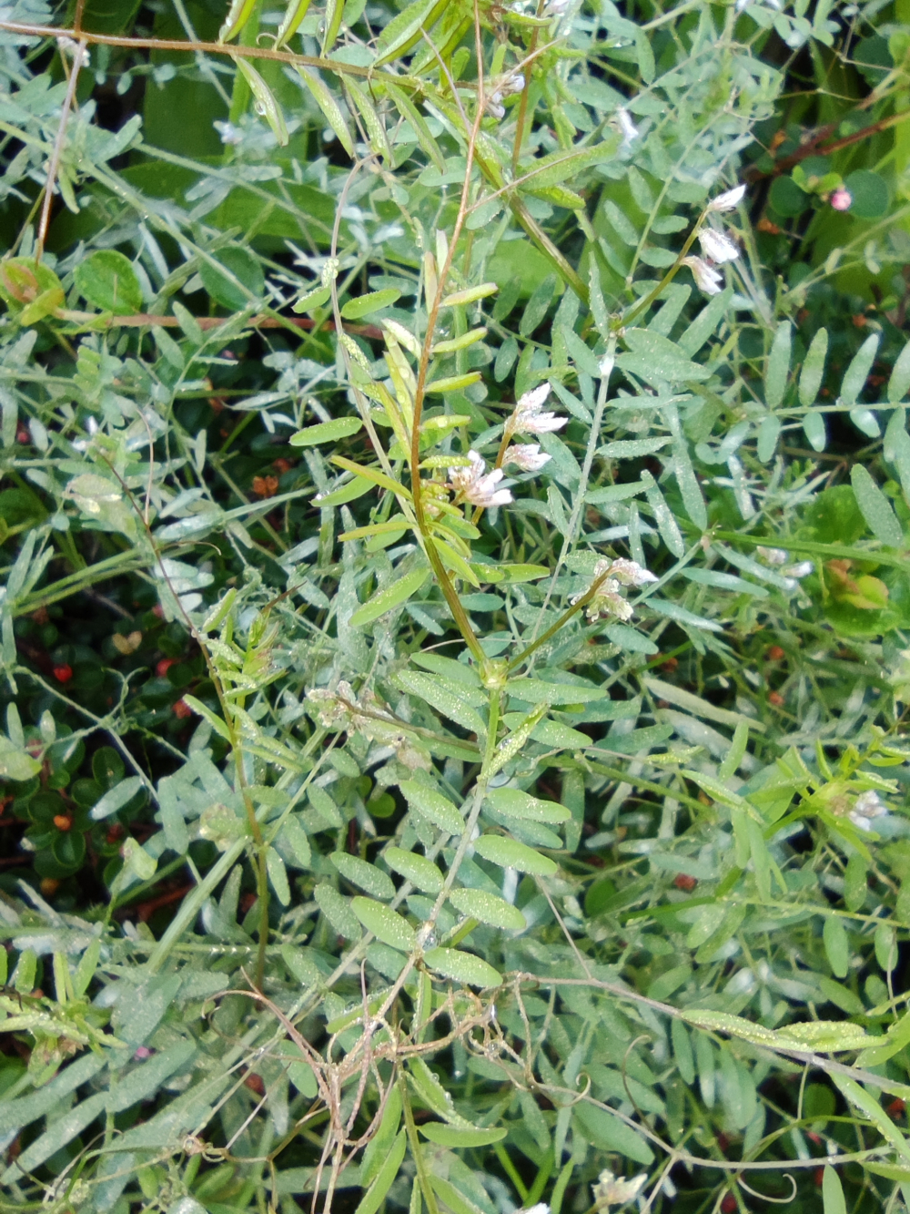 Veza hirsuta - Vicia hirsuta (L.) Gray.