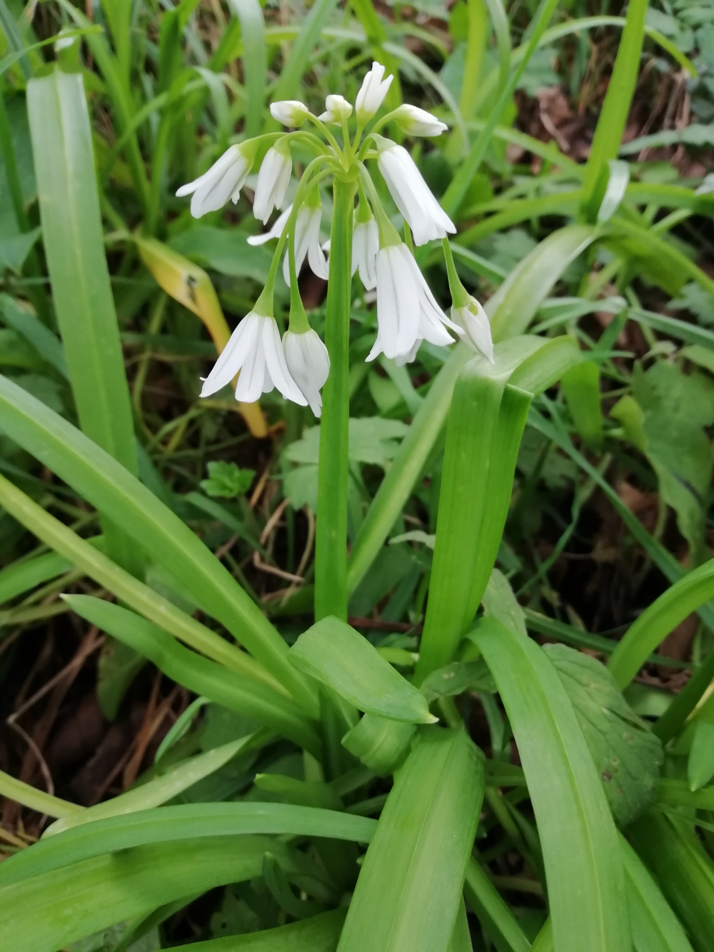 Allo bravo - Allium triquetrum L. 