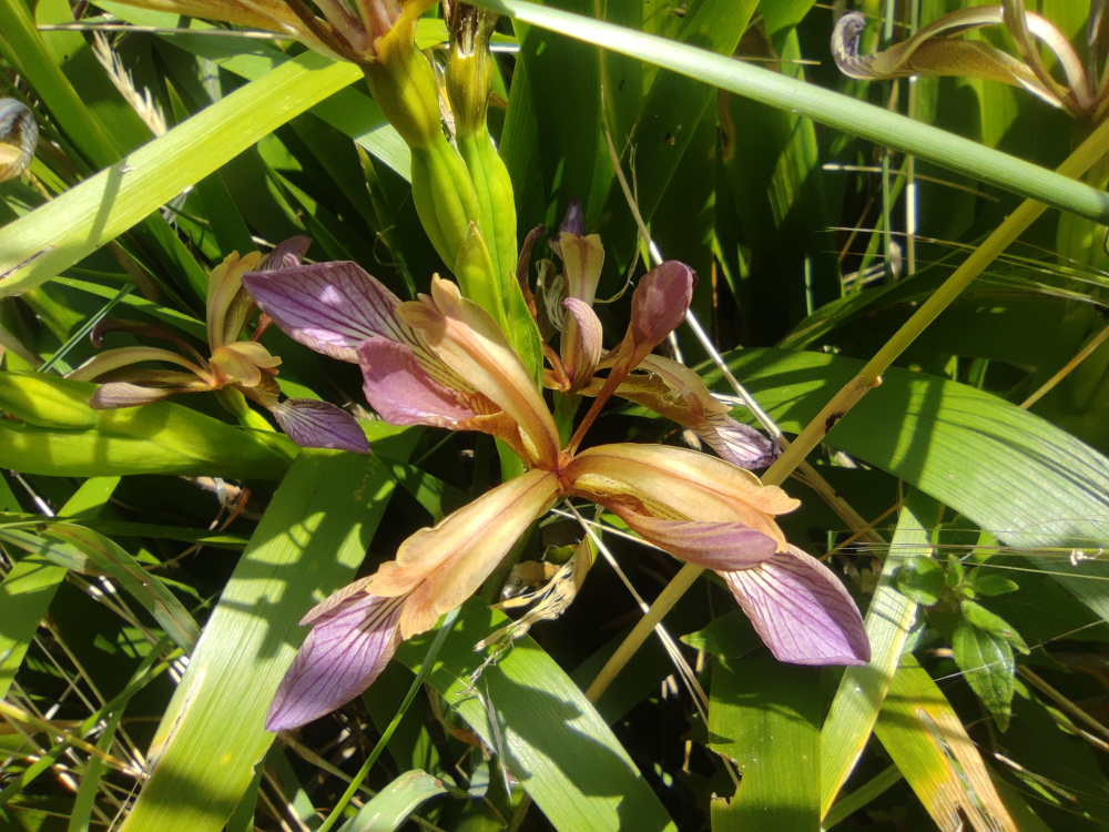 Lirio fétido - Iris foetidissima L.