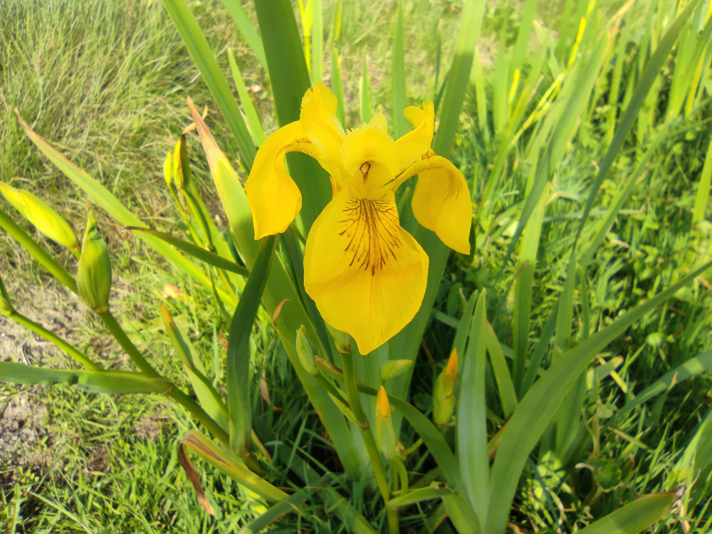 Espadaina - Iris pseudacorus L.