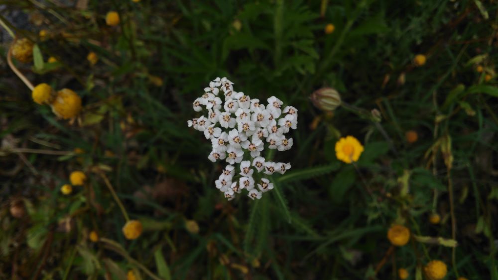 Milenrama - Achillea millefolium