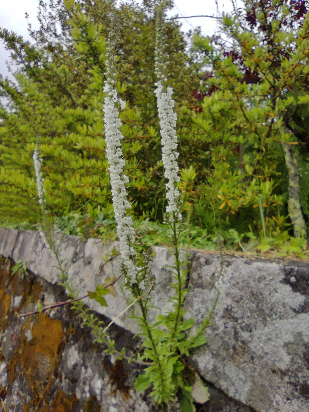 Herba carboeira - Anarrhinum duriminium (Brot.)Pers.
